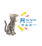 American shorthair Salad.（個別スタンプ：15）