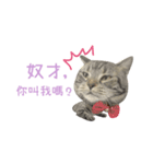 American shorthair Salad.（個別スタンプ：16）