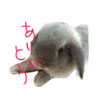 うさぎのチェロ②（個別スタンプ：1）