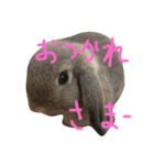 うさぎのチェロ②（個別スタンプ：3）
