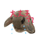 うさぎのチェロ②（個別スタンプ：4）