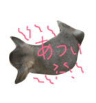 うさぎのチェロ②（個別スタンプ：5）