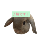 うさぎのチェロ②（個別スタンプ：8）