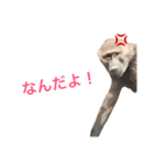 アニマル集合（個別スタンプ：11）