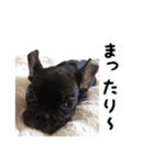 フレンチブルドッグのヴァスラフ（個別スタンプ：23）