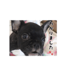 フレンチブルドッグのヴァスラフ（個別スタンプ：25）