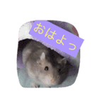 ハムスターのスタンプ abc（個別スタンプ：7）