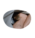 おらえのくま1（個別スタンプ：1）