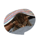 おらえのくま1（個別スタンプ：2）
