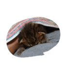 おらえのくま1（個別スタンプ：3）