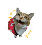 キジ三毛猫のすず音さん（個別スタンプ：1）