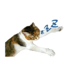 キジ三毛猫のすず音さん（個別スタンプ：2）