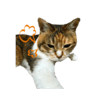 キジ三毛猫のすず音さん（個別スタンプ：3）