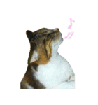 キジ三毛猫のすず音さん（個別スタンプ：4）