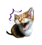 キジ三毛猫のすず音さん（個別スタンプ：5）