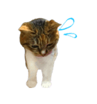 キジ三毛猫のすず音さん（個別スタンプ：6）