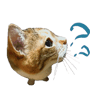 キジ三毛猫のすず音さん（個別スタンプ：7）