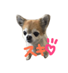 チロちゃん♡その1（個別スタンプ：8）