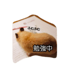 ハムズ（個別スタンプ：3）