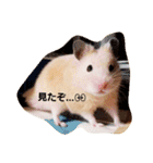 ハムズ（個別スタンプ：6）