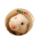 ハムズ（個別スタンプ：9）