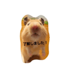 ハムズ（個別スタンプ：12）