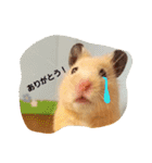 ハムズ（個別スタンプ：17）