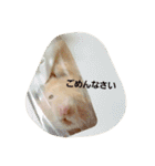 ハムズ（個別スタンプ：20）