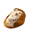 ハムズ（個別スタンプ：22）