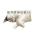 ニャムシス（個別スタンプ：4）