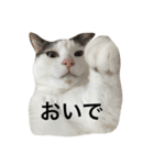 ニャムシス（個別スタンプ：7）