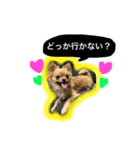 チワワちゃんスタンプ（個別スタンプ：2）