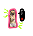 チワワちゃんスタンプ（個別スタンプ：3）