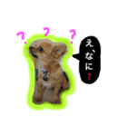 チワワちゃんスタンプ（個別スタンプ：4）