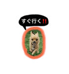 チワワちゃんスタンプ（個別スタンプ：8）