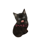 黒猫めいのスタンプ（個別スタンプ：2）