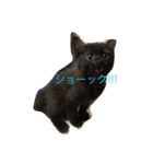 黒猫めいのスタンプ（個別スタンプ：5）