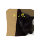 黒猫めいのスタンプ（個別スタンプ：6）