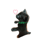 黒猫めいのスタンプ（個別スタンプ：7）