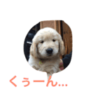 ゴールデンレトリバー3（個別スタンプ：2）