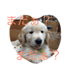 ゴールデンレトリバー3（個別スタンプ：4）