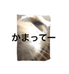ゴールデンレトリバー3（個別スタンプ：5）