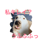 ゴールデンレトリバー3（個別スタンプ：7）