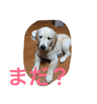 ゴールデンレトリバー3（個別スタンプ：10）