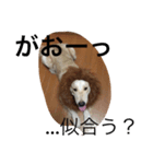 ゴールデンレトリバー3（個別スタンプ：11）