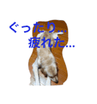 ゴールデンレトリバー3（個別スタンプ：14）