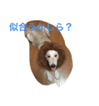 ゴールデンレトリバー3（個別スタンプ：16）