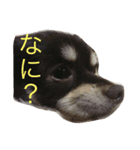 わんこ♡（個別スタンプ：1）