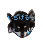わんこ♡（個別スタンプ：2）