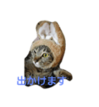 猫の最中さん②（個別スタンプ：1）